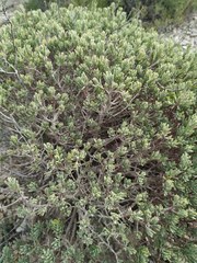 Thymelaea tinctoria