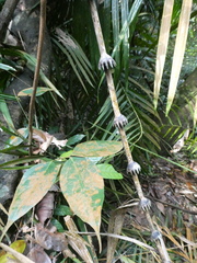 Plectocomia elongata