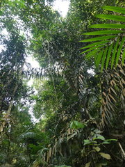 Plectocomia elongata