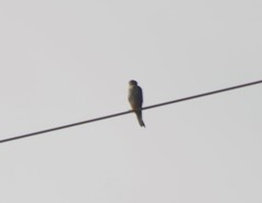 Falco amurensis