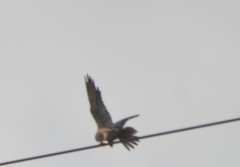 Falco amurensis