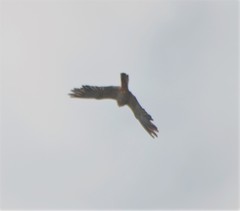 Falco amurensis