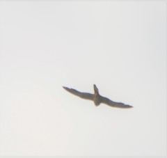 Falco amurensis