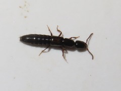 Xantholinus longiventris