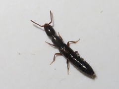 Xantholinus longiventris