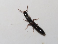 Xantholinus longiventris