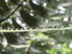 Plectocomia elongata