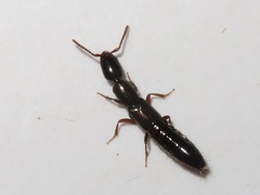 Xantholinus longiventris