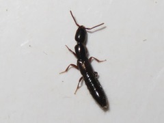 Xantholinus longiventris