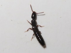 Xantholinus longiventris