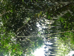 Plectocomia elongata