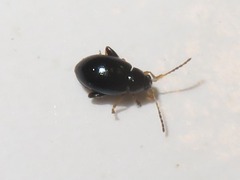 Psylliodes laticollis
