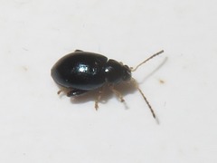 Psylliodes laticollis