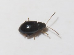Psylliodes laticollis