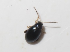 Psylliodes laticollis