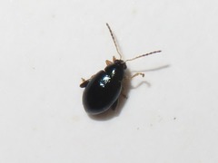 Psylliodes laticollis
