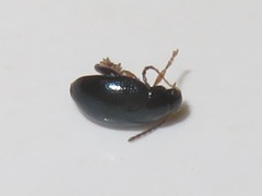 Psylliodes laticollis