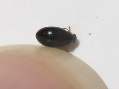 Psylliodes laticollis