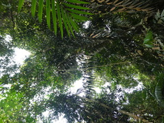 Plectocomia elongata