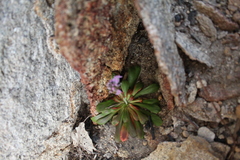 Stylidium articulatum