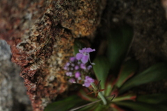 Stylidium articulatum