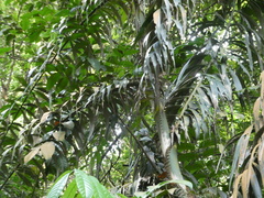 Plectocomia elongata