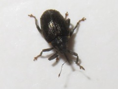 Ceutorhynchus assimilis