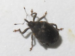 Ceutorhynchus assimilis