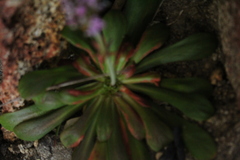 Stylidium articulatum