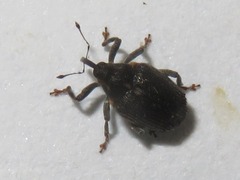 Ceutorhynchus assimilis