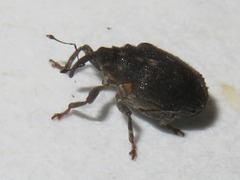 Ceutorhynchus assimilis