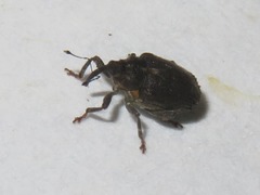 Ceutorhynchus assimilis