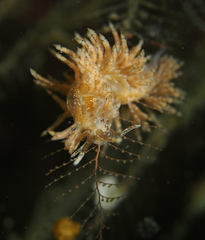 Eubranchus vittatus