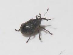 Ceutorhynchus contractus