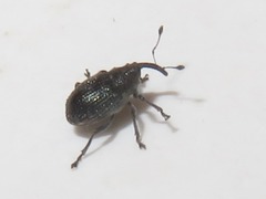 Ceutorhynchus contractus