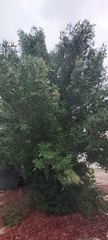 Conocarpus erectus