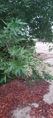 Conocarpus erectus