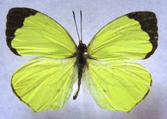 Abaeis xantochlora xantochlora