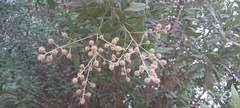 Conocarpus erectus
