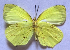 Abaeis xantochlora xantochlora