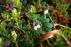 Vaccinium vitis-idaea