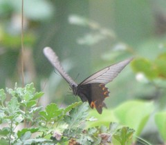 Papilio macilentus