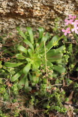 Stylidium articulatum