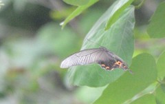 Papilio macilentus