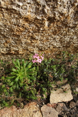 Stylidium articulatum