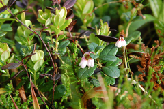 Vaccinium vitis-idaea