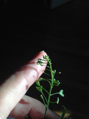 Capsella bursa-pastoris