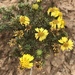 Island Tarweed - Photo (c) Daniel S. Cooper, some rights reserved (CC BY-NC)