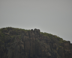 Falco amurensis