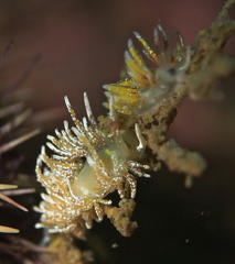 Rubramoena rubescens